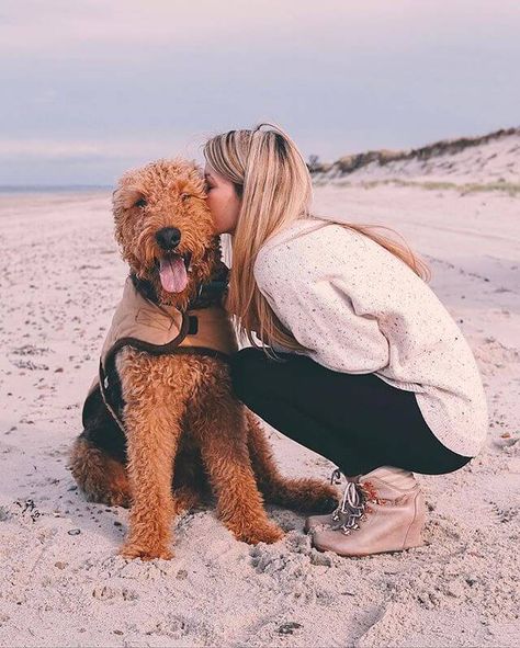 Airedale Terrier Puppies, Moderate Exercise, Airedale Dogs, Cool Facts, Irish Terrier, Hypoallergenic Dogs, Terrier Breeds, Paws And Claws, Cute Little Puppies