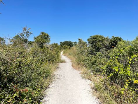 The Florida Trail | Gardening in the Panhandle Hiking Routes, Florida Trail, Jeep Trails, The Appalachian Trail, Long Trail, Pensacola Beach, Cypress Trees, Forest Service, North Georgia