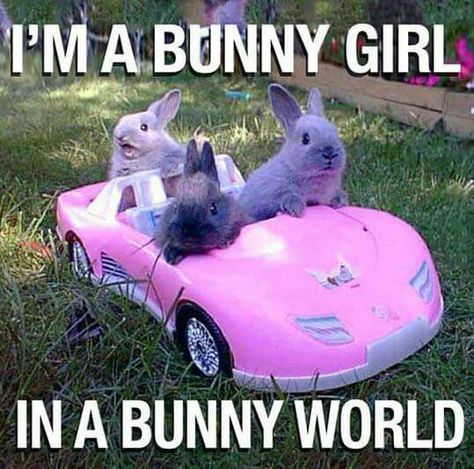 Bunny Girls Funny Animal Quotes, Hilarious Animal Pictures, Animal Humour, Funny Rabbit, Cute Animal Memes, Funny Animal Jokes, Funny Bunnies, A Bunny, Memes Humor