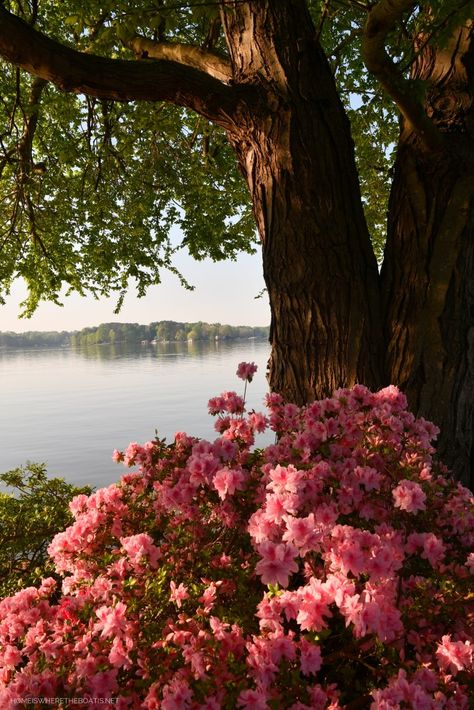 Bonito, Easy Garden Decor, Garden Decorations Ideas, Dag Make Up, Azalea Flower, Plant Fungus, Garden Decor Ideas, Nothing But Flowers, Flower Landscape