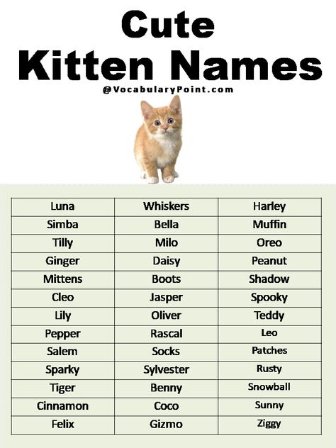 Cat Ideas Name, Cat Names For White Cats, Names For Cats Unique, Coquette Cat Names, Cute Names For Kittens, Cute Name For Cat, Name For Cats, Gray Cat Names, Cats Names Ideas