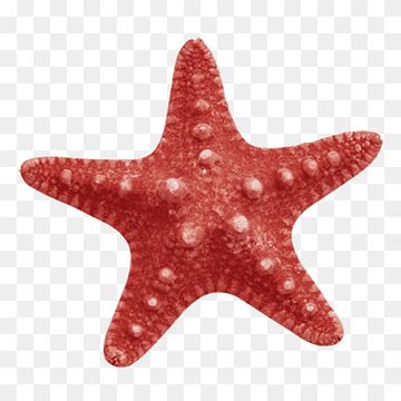 Starfish Reference Photo, Star Fish Illustration, Starfish Reference, Star Fish Aesthetic, Sea Star Illustration, Star Fish Painting, Starfish Images, Starfish Anatomy, Star Fish Tattoo