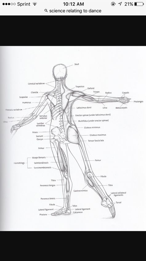 A quick anatomy guide, in this case in the form of a tondu. Dance Anatomy, Anatomy Guide, Julian Mackay, Ballet Terms, Ballet Stretches, Dance Hip Hop, Ballet Positions, Ballet Lessons, Teach Dance