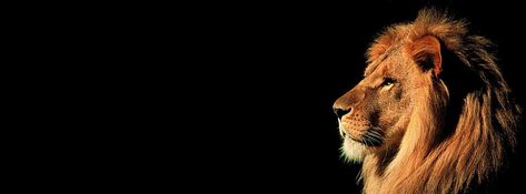 A Lion – Facebook cover – Colorfully Hard Would You Rather, Lion And Lamb, Would You Rather Questions, Lion Wallpaper, Tribe Of Judah, Meme Gato, Like A Lion, Lion Of Judah, King Of Kings