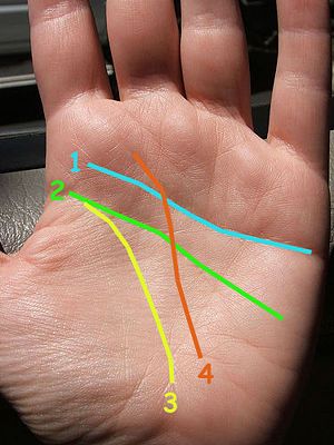 Identify the four major lines. Acupuncture, Reflexology, Palm Lines, Home Remedies For Skin, Palm Reading, Reduce Body Fat, Palm Of Your Hand, Our Body, Body Fat