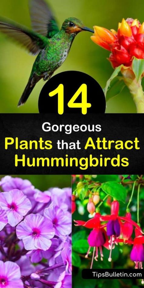 Flowers Hummingbirds Like, Flowers For Butterflies, Insect Garden, Grow Butterflies, Backyard Birds Watching, Backyard Birds Sanctuary, Beginners Gardening, Gardening Tricks, Hummingbird Plants