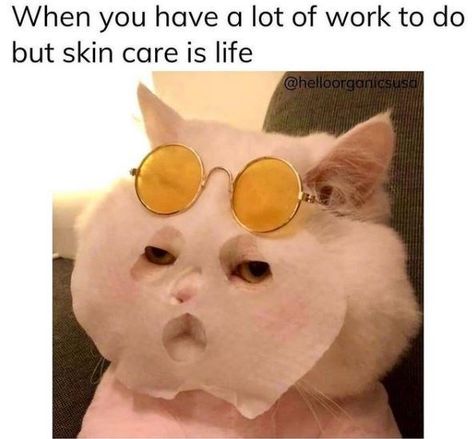 All Aboard The Caturday Train (25 Cat Memes) - I Can Has Cheezburger? Humour, Beauty Skin Quotes, Skincare Quotes, Meme Gato, Memes Sarcastic, Funny Animal Memes, Beauty Skin Care Routine, الرسومات اللطيفة, Fun Quotes Funny