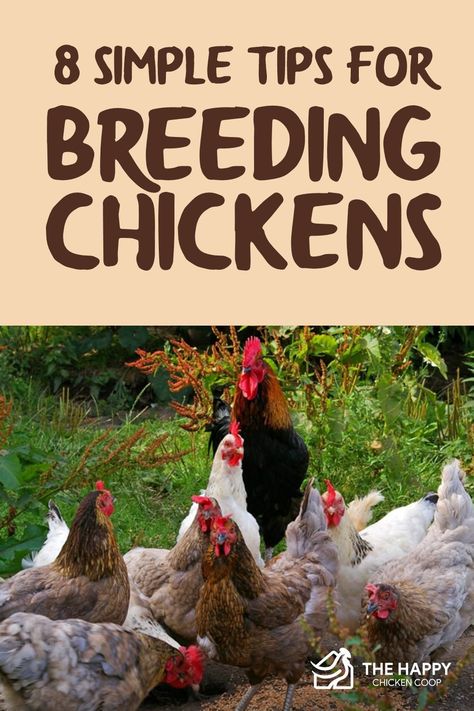 Chicken Breeding Pens, Poultry Breeding Pens, Breeding Chickens, Chicken Pets, Breed Chickens, Chicken Breeding, Chickens 101, Sustainable Farm, Rooster Breeds