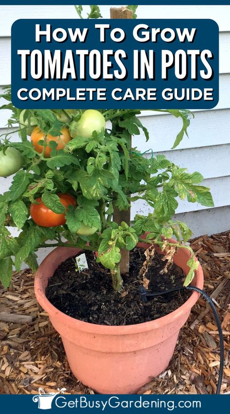 a potted tomato plant thriving with 4 tomatoes growing on the vines Best Tomatoes To Grow, Potted Tomato Plants, Growing Roma Tomatoes, Tomato Container Gardening, Growing Tomatoes In Pots, Patio Tomatoes, Tomato Plant Care, Tomatoes In Pots, Watering Tomatoes