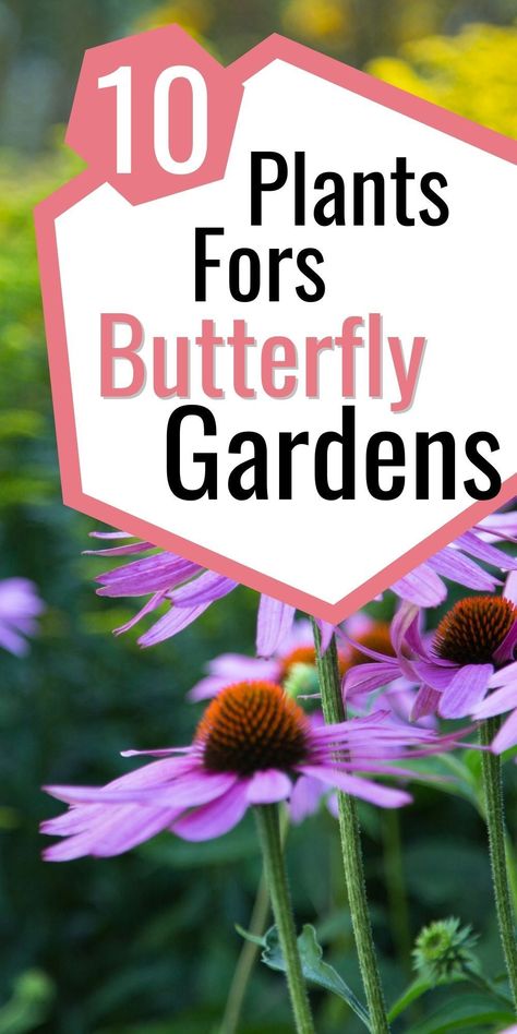 Bring life to your garden! Plant these specific flowers and plants to make it a unique butterfly habitat. See the full selection for your butterfly garden today - get started with a few quick clicks! Plants Butterflies Like, Butterfly Garden Ideas Flower Beds, Butterfly Sanctuary Gardens, How To Attract Butterflies, Backyard Butterfly Sanctuary, Butterfly Bush Companion Plants, Small Butterfly Garden Ideas, Butterfly Plants Perennials, Butterfly Garden Design Layout
