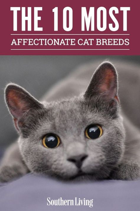 Best Cat Breeds For Allergies, Prettiest Cat Breeds, Cats That Act Like Dogs, Different Cat Colors, Friendliest Cat Breeds, Cat Petting Chart, Cat Breeds Chart Pictures, Unique Pets To Own, Korat Cat Aesthetic