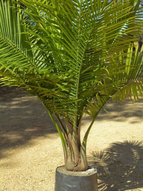 Tips about Caring for Majestic Palms (Ravenea rivularis) | Palms Online Australia Palm Plant Indoor, Palm Plant Care, Palm Tree Care, Palm Tree Types, Potted Palm Trees, Palm Trees Garden, Indoor Palm Trees, Majestic Palm, Majesty Palm