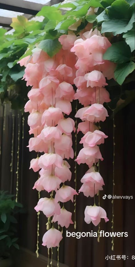 Begonia Flowers, Pretty Flowers Pictures, Photos Flowers, Beautiful Flowers Photos, Nothing But Flowers, Cute Flowers, Unusual Flowers, Flower Therapy, Pink Garden