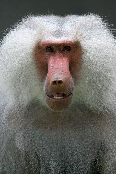 Smile, it's Friday afternoon! Did you know Hamadryas Baboons are active and intelligent primates that live in a multi-level society; a ‘band’ is made up of several ‘clans’, which in turn comprise two or more ‘harems’. Baboon, Hamadryas Baboon, Melbourne Zoo, Friday Afternoon, It's Friday, Primates, The Animals, Natural Wonders, Beautiful Creatures