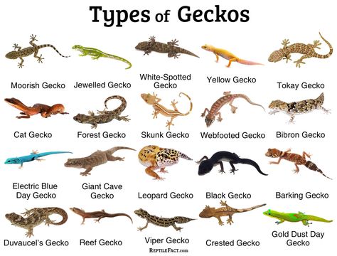 What is a gecko, habitat, what does it eat, where does it live, can it change color, how long does it live, facts and pictures Pet Gecko, Leopard Gecko Terrarium, Leopard Gecko Cute, Leopard Gecko Care, Lizard Types, Gecko Habitat, Fat Tailed Gecko, Funny Animal Art, Gecko Terrarium