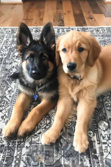 After 700 days at the shelter, an elderly dog finally got a new home and a new name! German Puppy Shepherd, German Shepherd And Golden Retriever Mix Puppies, Golden German Shepherd, German Shepherd And Golden Retriever, Golden Retriever And German Shepherd, Small Golden Retriever, Good Family Dogs, Dogs In Love, Golden Shepherd