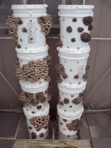 Grow Tower, Diy Mushroom, Urban Farms, Growing Mushrooms At Home, Edible Landscape, Mushroom Cultivation, Garden Mushrooms, Veg Garden, Grow Bags