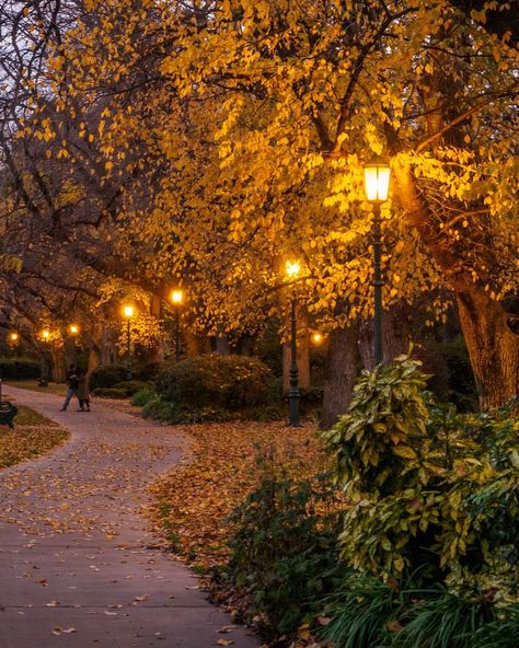 Today we're dreaming of walking through golden leaves in Rosalind Park at dusk in Bendigo 🍁 📸 via IG/explorebendigo Nature, Autumn Australia, Fall Walk, Autumn Walk, Most Aesthetic, Fall Getaways, Autumn Walks, Weather Seasons, Autumn Park