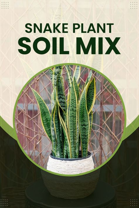 Snake Plant Soil Mixing Guide Best Soil For Snake Plant, Snake Plant Soil Recipe, Best Potting Soil For Snake Plant, Snake Plant Pot Ideas, Soil For Snake Plant, Snake Plant Soil, Types Of Snake Plants, Cane Plant, Terrace Ideas