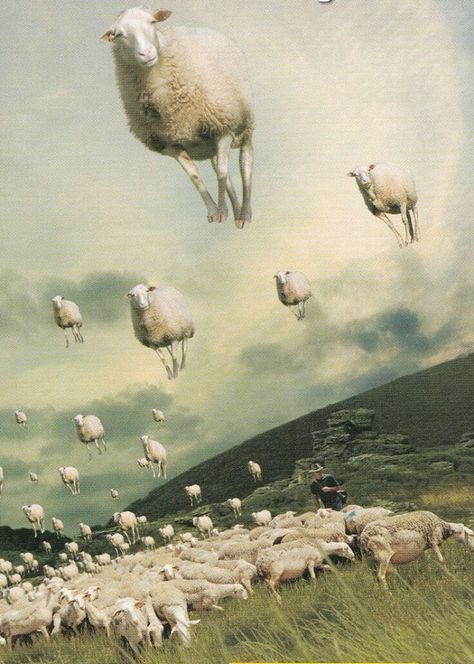 Floating sheep....:) Art, Sheep