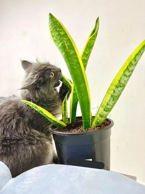 Are Snake Plants Toxic to Cats | Are Snake Plants Safe for Cats? | Balcony Garden Web Plants Toxic To Cats, Plants Safe For Cats, Pet Friendly House Plants, Dog Safe Plants, Houseplants Safe For Cats, Keep Cats Away, Toxic To Cats, Toxic Plants For Cats, Plants Pet Friendly