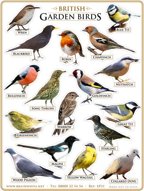 bird species list - AOL Image Search Results Animal Infographic, Types Of Birds, List Of Birds, Bird Types, Nature Museum, British Garden, Garden Birds, Different Birds, Bird Theme