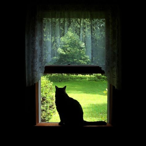 A cat sits in a window with a green field in the background. Animals