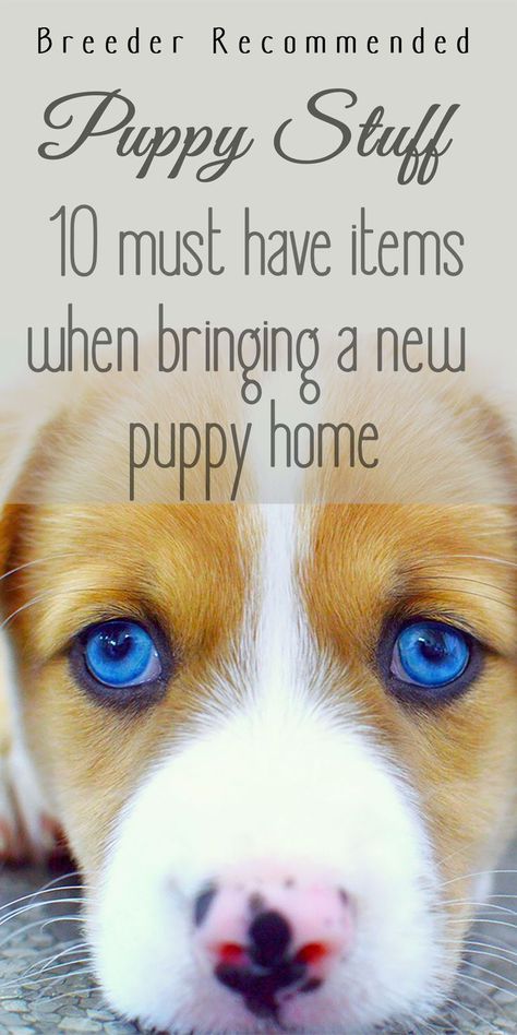 Puppy stuff | top 10 must have items when bringing a new puppy home Bringing Home Puppy, Types Of Puppies, Puppy Items, New Puppy Checklist, Puppy Checklist, Puppy Leash, Puppy Time, Puppy Proofing, Puppies Tips