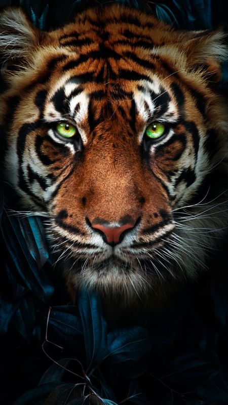 Tiger Photography Wallpaper, Tiger Pictures Photography, Tiger Face Photography, Lion Face Photography, Tiger Fotografie, Tiger Wallpaper Iphone, Tiger Photos, Wallpaper Tiger, Tiger Photo