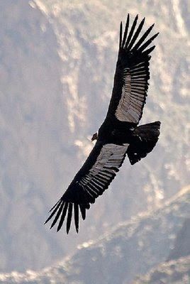 Condor Andino, Andean Condor, Fantastic Photography, Big Bird, All Birds, Pretty Birds, Birds Of Prey, Bird Species, Animal Planet