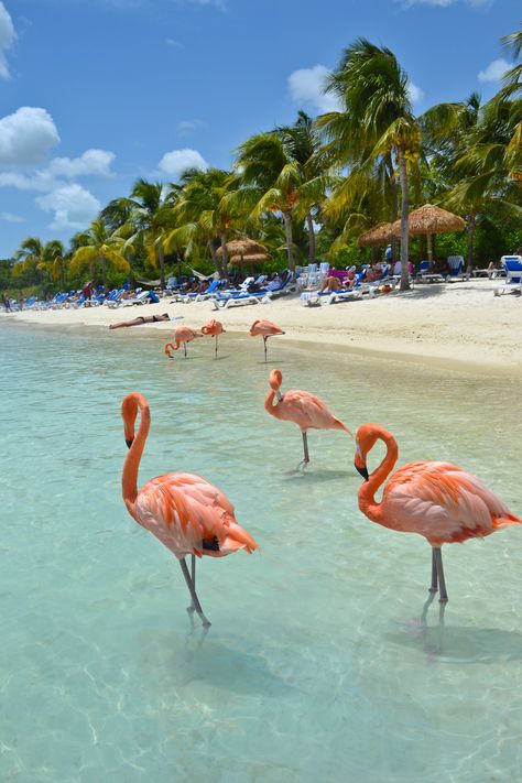 Flamingos. Love them! Flamingo Beach - Renaissance Island, Aruba Oranjestad, Bora Bora, Flamingo Beach Aruba, Flamingo Beach, Blue Skies, Caribbean Islands, Mexico Travel, Aruba, Vacation Destinations