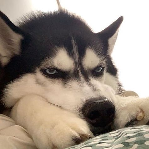 12 Things Siberian Huskies Do That Drive Us Nuts Haski Dog, Dogs Treats, Cute Husky Puppies, Husky Owner, Wolf Husky, Seni Pop, Husky Funny, Cute Husky, Dogs Trust