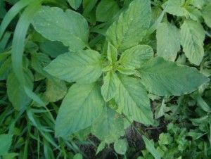 Wild Amaranth, Ayurvedic Plants, Edible Weeds, Wild Edibles, Edible Food, Wild Food, Edible Plants, Amaranth, Ontario