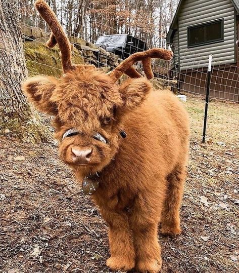 2nd December 2019 Cele Mai Drăguțe Animale, Psy I Szczenięta, Baby Farm Animals, Fluffy Cows, Cow Pictures, Baby Animals Pictures, Baby Cows, Baby Animals Funny