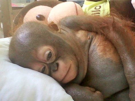 Baby Orangutans Budi and Jemmi - Cuteness Alert Orang Utan, Baby Orangutan, Chicken Cages, List Of Animals, Building A Chicken Coop, Cute Monkey, Moms Favorite, Baby Crying, Baby Monkey