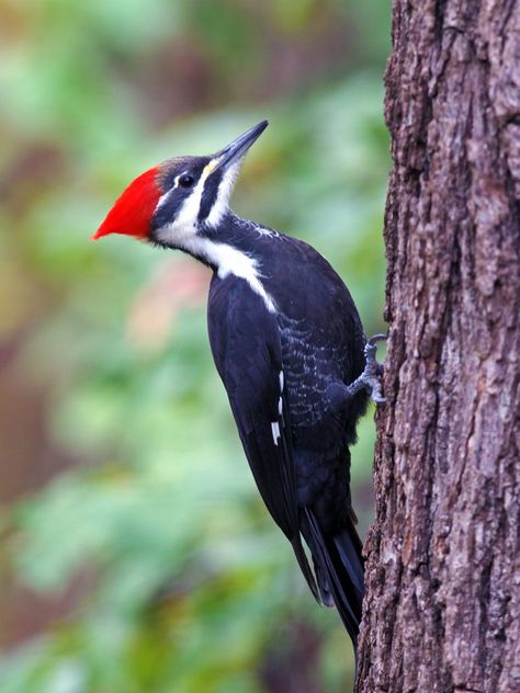 Pileated Woodpecker Woodpecker Art, Pileated Woodpecker, Wild Kratts, American Robin, After Rain, The Great Lakes, About Animals, Cute Wild Animals, Backyard Birds