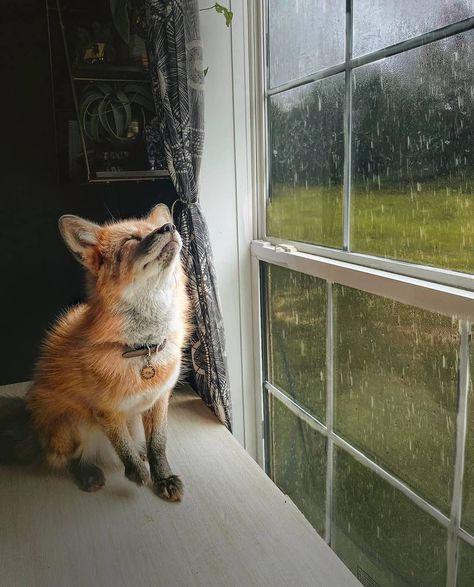 Tumblr, Fox Hunting, Fox Species, Welcome Images, Fox Painting, Fox Lover, List Of Animals, Animal Magic, Spring Rain