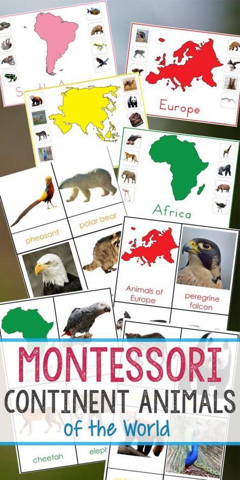 Montessori Animals and Continents Printables, Great Hands-on activities for learning all about animals and continents. Animals continents worksheet, animals and their continents activities, Montessori animals of seven continents, animal continents activity sheets, what animal can be found on every continent, Montessori continents printables #montessori #Montessoriactivities #geography #animalactivities Montessori Continents, Montessori Animals, Continents Activities, Montessori Activities Preschool, Montessori Science, Montessori Geography, Seven Continents, Geography Activities, Montessori Lessons