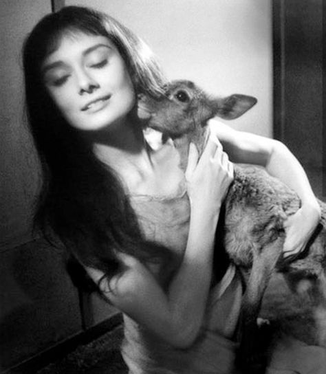 Audrey Hepburn, Deer, Deer Fawn, Baby Deer