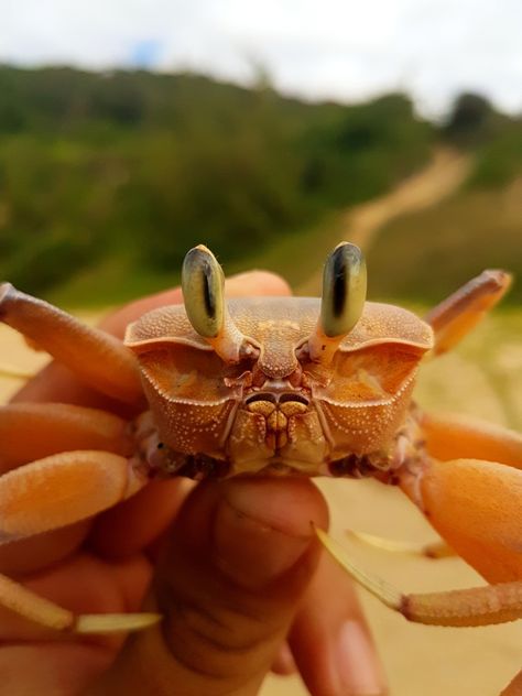 Pink Ghost Crab from St Lucia Park, South Africa on April 20, 2022 at 10:01 AM by Joachim. Found specimen in a mass of reeds on the beach. Was unfortunately missing both pincers. Was reali... · iNaturalist Crab Images, Ghost Crab, Pink Ghost, Animal Babies, Design Challenge, April 20, Cute Creatures, St Lucia, Design Challenges