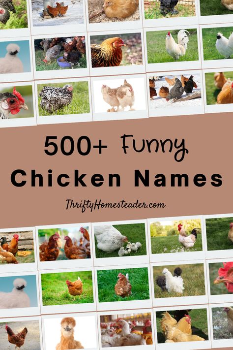 A couple of times a year on my Thrifty Homesteader Facebook page, I’ll ask people to share their favorite chicken names. I always have a great laugh and think that I need to remember “that one” the next time I have a chicken who would be suited to that name. Because I never remember the clever names, I went through those old posts and summarized them here for your convenience — and mine! Chicken Name Tags, Chicken Name Signs, Hen Names, Funny Chicken Names, Good Chicken Names, Two Syllable Girl Names, Cute Chicken Names, Rooster Names, Different Breeds Of Chickens