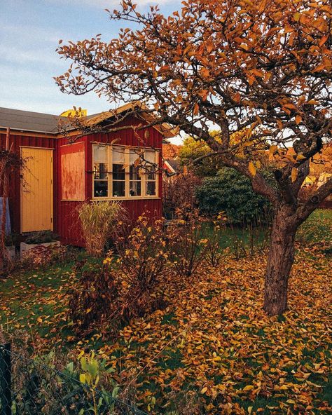 Elin Lannsjö on Instagram: “November sunsets in gold.💫 . . . . . #allotmentlife #allotment #alltomentgarden #gardenlife #scandinavianliving #northernlight #scandihome…” November Aesthetic Cozy, Widgets Fall, Autumn Widgets, Autumn Mood Board, Cozy November, November Aesthetic, Autumn Spices, September Wallpaper, Clay Pigeons