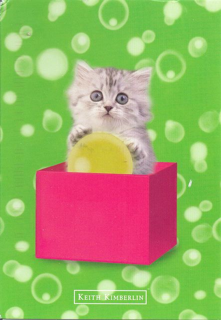 cat in the box Art, Keith Kimberlin, Crazy Cat, Pet Lovers, Cat Lady, The Box, Animal Lover, Kitty, Pet