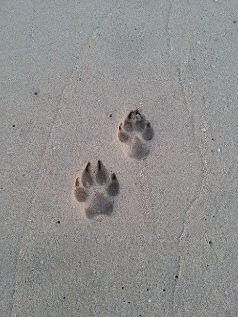 Dog Track              Photo Credit: Clare Snow/Flickr Creative Commons Animal Tracks Aesthetic, Nature, Animal Tracks In Snow, Rabbit Tracks, Bull Mastiff Dogs, Wolf Paw Print, Backyard Animals, Bear Tracks, Animal Footprints