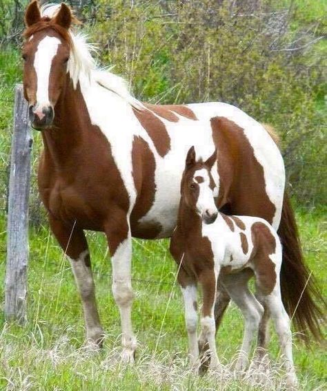 Baby Horses, Ahal Teke, حصان عربي, American Paint Horse, Rasy Koni, Pinto Horse, Most Beautiful Horses, Baby Animals Pictures, Majestic Horse