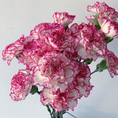 Bonito, Carnations In A Vase, Carnation Flower Plant, Carnation And Rose Bouquet, Carnation Flower Aesthetic, Carnations Aesthetic, Carnation Flower Bouquet, Carnations Bouquet, Carnations Flower