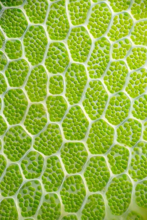 Moss Leaf Chloroplasts   | Patterns in Nature | | Patterns | | Nature | #patterns #nature  https://biopop.com/ Motifs Organiques, Emerald Colour, Microscopic Photography, Microscopic Images, Doodle Pattern, Colour Texture, Green Algae, Plant Cell, Natural Structures