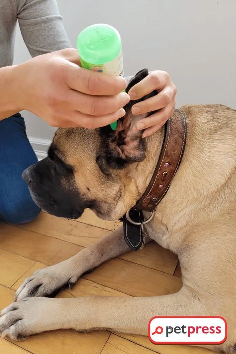 Attention, dog lovers! 🐶💕 Are you searching for a natural, effective, and budget-friendly solution to maintain your pet's ear health? Dive into our comprehensive guide on DIY Dog Ear Cleaner. Learn how easily you can create your ear cleaner at home, how to use it safely, and understand the benefits it brings. Be ready to say goodbye to those costly vet bills, and hello to a happy, healthy pet. Let's become the best pet parents we can be! 🐾💗 #DIYDog Care #NaturalPet Diy Ear Cleaner For Dogs, Dog Ear Cleaning Solution Diy, Ear Wash For Dogs Diy, Diy Dog Ear Cleaner, Dog Ear Cleaner Diy, Natural Dog Ear Cleaner, Ear Drops For Dogs, Ear Infections In Dogs, Ear Cleaner For Dogs