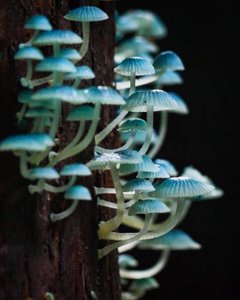 𝕄𝕪𝕔𝕠𝕡𝕙𝕠𝕣𝕚𝕒 🍄 on Instagram: “The caps of Mycena interrupta range from 0.8 to 2 cm, and they are a brilliant cyan blue colour. They are globose when emergent and then…” Blue Mycena Mushroom, Cool Mushrooms, Blue Mushrooms, Skin Fungus, Blue Mushroom, Mushroom Poster, Mushroom Plant, Mushroom Pictures, Mushroom Tattoos