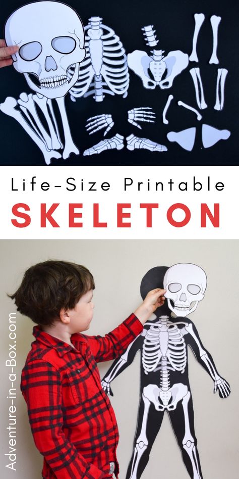 Make a life-size paper skeleton for kids to study anatomy the hands-on way with life-size printable organs! #homeschool #stemactivities #stemeducation #homeschooling Human Skeleton For Kids, Skeleton For Kids, Paper Skeleton, Human Body Unit Study, Study Anatomy, Human Body Projects, Human Body Science, Body Preschool, Human Body Activities